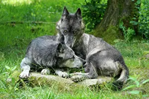 Algonquin: Timberwolf, American wolf Mackenzie Valley Wolf