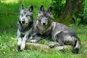 Algonquin: Timberwolf, American wolf Mackenzie Valley Wolf