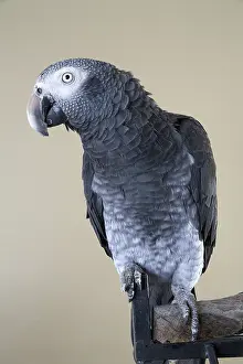 Psittacus: Timneh African Grey Parrot