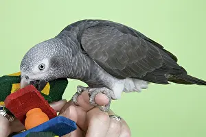 Psittacus: Timneh African Grey Parrot