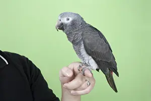 Psittacus: Timneh African Grey Parrot