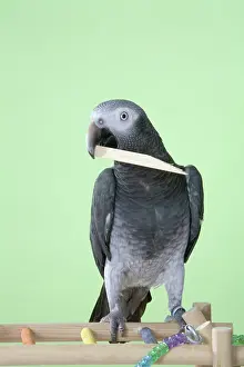 Chew: Timneh African Grey Parrot with Chew Stick