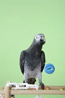 Throwing: Timneh African Grey Parrot Throwing Ball