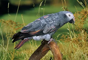 Timneh Parrot