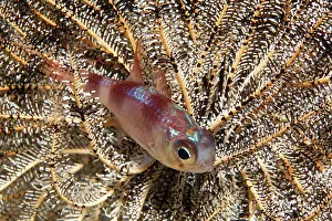 Komodo: Timor Cardinalfish (Apogonichthyoides timorensis)