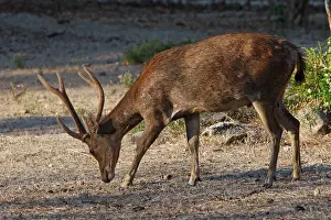 Rusa: Timor Deer / Rusa Deer / Sunda sambar