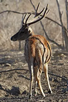 Rusa: Timor Deer / Rusa Deer / Sunda sambar