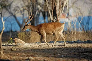 Rusa: Timor Deer / Rusa Deer / Sunda sambar