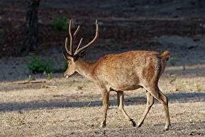 Rusa: Timor Deer / Rusa Deer / Sunda sambar