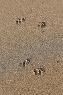 Rusa: Timor Deer / Rusa Deer / Sunda sambar - tracks on sand