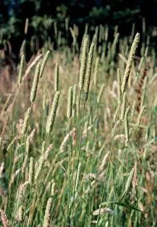 Timothy: TIMOTHY GRASS