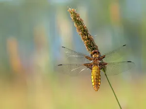 Bodied: Timothy Grass