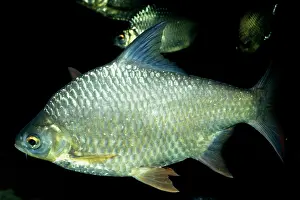 Barb: Tinfoil Barb Fish