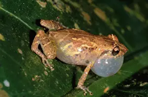 Leptodactylidae: Tink Frog