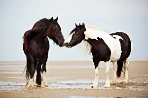 Sense: Tinker gelding, black, and a Shire Horse mare, black