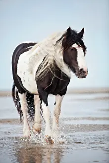 Mares: Tinker mare, black and white chequered, roaming
