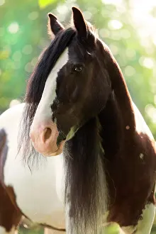 Mares: Tinker mare, chequered dark brown and white, portrait