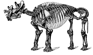 Paleozoology: Tinoceras, Cenozoic Mammal