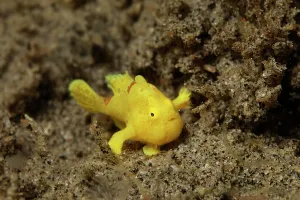 Philippine: Tiny, 2cm, Painted frogfish (Antennarius pictus)