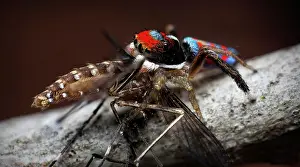 Mosquito: a tiny 3mm peacock spider feasting on his catch