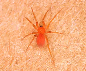 Bathroom: Tiny Bathroom Spider - Common in bathrooms in UK
