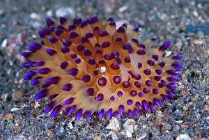 Spiked: Tiny crab hitchhiking on colorful janolus