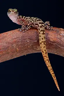 Antigua: The tiny, dwarf gecko species, Island Least Gecko