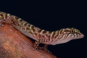 Antigua: The tiny, dwarf gecko species, Island Least Gecko
