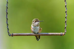 Pole: A tiny fledgling Rufous Hummingbird (Selasphorus rufus) sitting on a perch