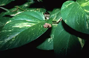 Robber: Tiny Frog