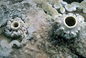 Mammoth: Tiny Fumaroles