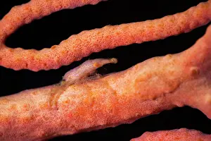 Squirt: Tiny gorgonian sea squirt measuring no more than