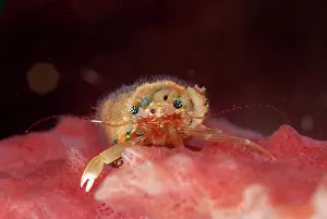 Sponge: Tiny Hermit Crab