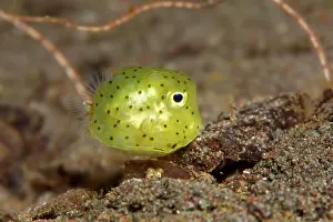 Trunkfish: Tiny juvenile puffer fish (Diontidae), yellow, Lake