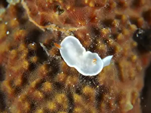 Indonesian: Tiny white sea snail with orange details