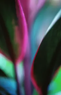 Fruticosa: Tiplant