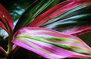 Fruticosa: Tiplant