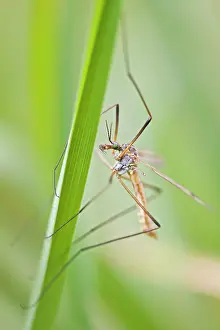 Tipula - standing on a grass