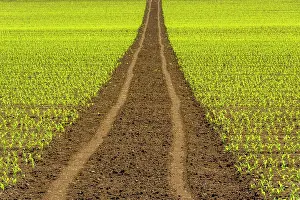 Tracks: Tire tracks in a agricultural landscape, Puy de