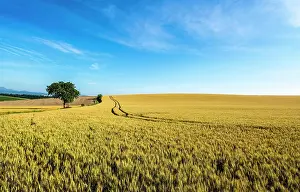 Tire: Tire tracks in the middle of a field of corn, Puy