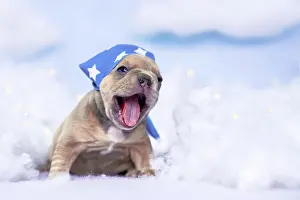 Starry: Tired yawning French Bulldog puppy with nightcap
