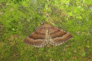 Tissues: The Tissue Moth