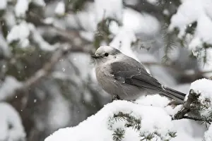 Typical: Tit Jay (Perisoreus canadensis) in winter during snowfall in a tree