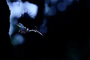Flare: Tit (Paridae sp) feeding in flight, Is&, x8ca5;