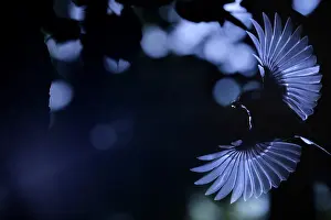 Flare: Tit (Paridae sp) feeding in flight, Is&, x8ca5;