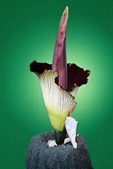 Titan: Titan Arum / Giant Flower / Corpse Flower - Six