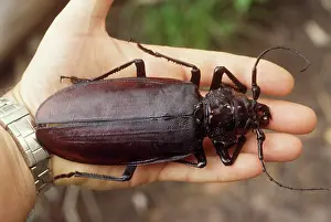 Scary: Titan Beetle - on human hand to show scale. The