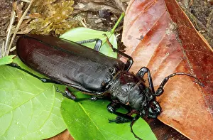 Size: Titan Beetle - largest beetle in the world