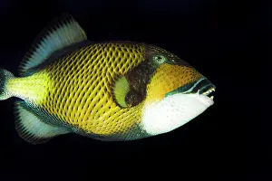 Viridescens: Titan Triggerfish
