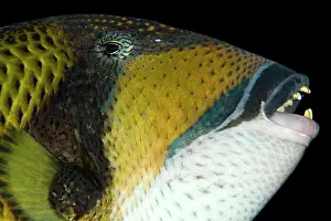 Viridescens: Titan Triggerfish